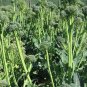 400 Tender Broccoli Calabrese Green Brassica Seeds