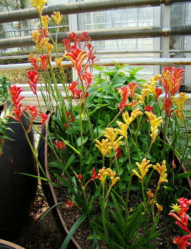 15 Kangaroo Paw Anigozanthos Seeds