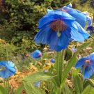 25 Tibetian Blue Poppy Meconopsis Seeds 25 Tibetian Blue Poppy Meconopsis Seeds