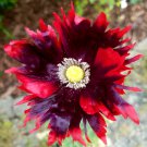 50 Purple Red Drama Queen Poppy Papaver Seeds