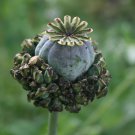 80 Pink Hens and Chicks Poppy Papaver Seeds 80 Pink Hens and Chicks Poppy Papaver Seeds