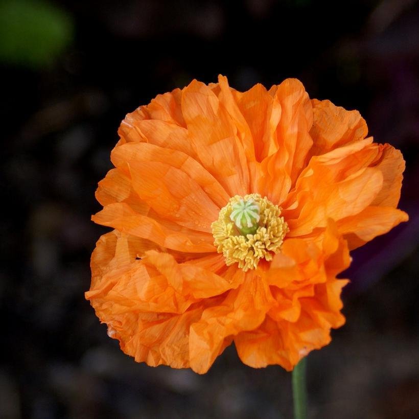 40 Spanish Orange Double Poppy Papaver Seeds