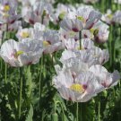 100 Elka White Seeded Poppy Papaver Seeds