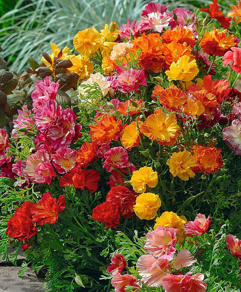 40 California Poppy Jelly Beans Eschscholzia Seeds