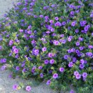 10 US Native Wildflower Desert Four O'clock Mirabilis Seeds 10 US Native Wildflower Desert Four O'clock Mirabilis Seeds