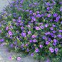 10 US Native Wildflower Desert Four O'clock Mirabilis Seeds