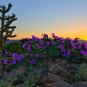 10 US Native Wildflower Desert Four O'clock Mirabilis Seeds