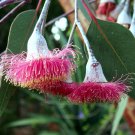 30 Pink Flowering Silver Princess Eucalyptus Seeds 30 Pink Flowering Silver Princess Eucalyptus Seeds