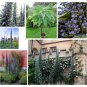 15 Tree Echium Giant Blue Viper's Bugloss Seeds