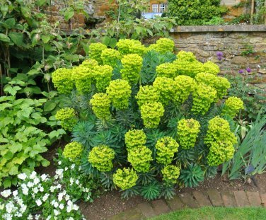 Details about   EUPHORBIA CHARACIAS UNIQUE LARGE Spurge Yellow Perennial 3 Rare Large Seeds 