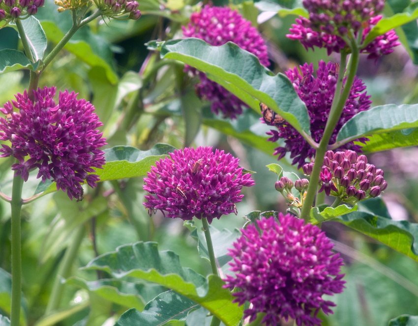 10 US Native Wildflower Regal Purple Milkweed Asclepias Seeds