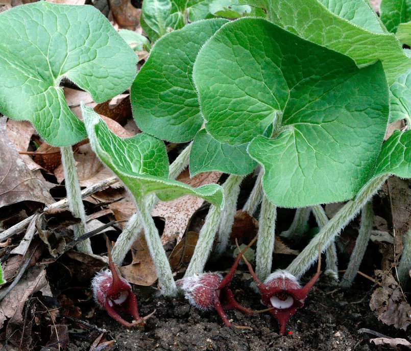 30 Wild Woodland Ginger Asarum Seeds