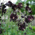 25 Columbine Black Barlow Aquilegia Seeds 25 Columbine Black Barlow Aquilegia Seeds