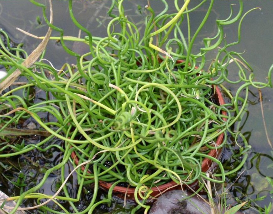 20 Native Curly Wurly Grass Cork Screw Rush Juncus Seeds