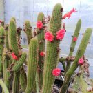 15 Bolivian Cactus Cleistocactus Samaipatanus Seeds