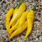 20 Peruvian Aji Limon Chili Pepper Capsicum Seeds
