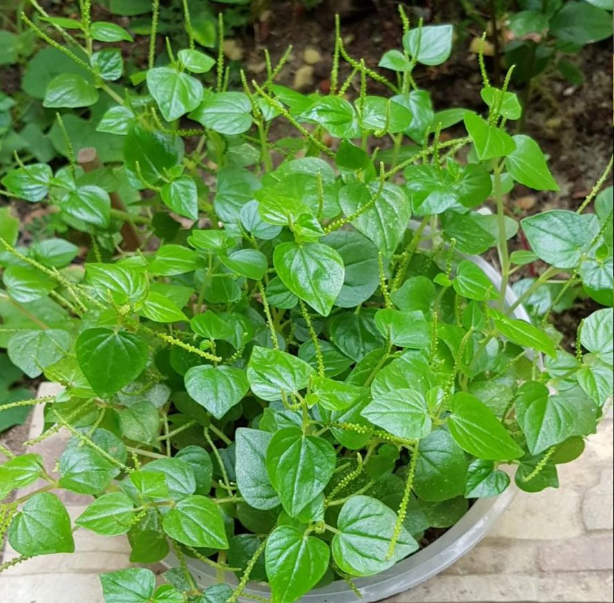 30 Pansit Pansitan Shiny Bush Herb Peperomia Seeds