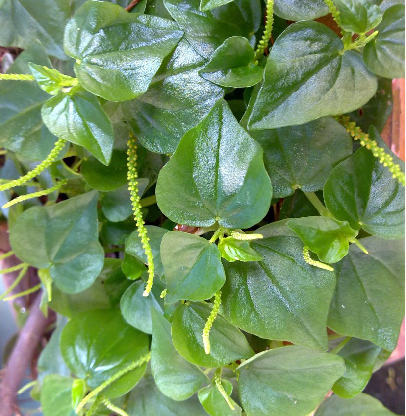 30 Pansit Pansitan Shiny Bush Herb Peperomia Seeds