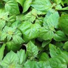 30 True Patchouli Aroma Herb Pogostemon Seeds
