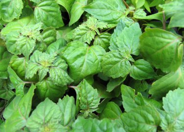 30 True Patchouli Aroma Herb Pogostemon Seeds