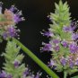 30 True Patchouli Aroma Herb Pogostemon Seeds