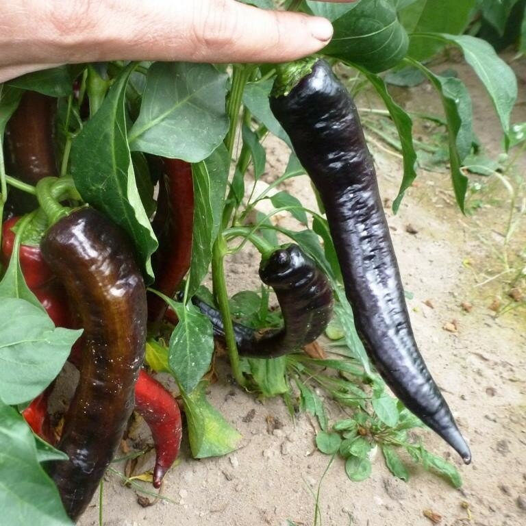 20 Smoky Chilaca Pasilla Chili Pepper Capsicum Seeds