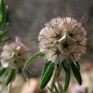 40 Drumstick Star Flower Scabiosa Seeds 40 Drumstick Star Flower Scabiosa Seeds