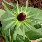 20 Green Wizard Rudbeckia Seeds 20 Green Wizard Rudbeckia Seeds