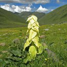 10 Alpine Alexander's Rhubarb Rheum Seeds 10 Alpine Alexander's Rhubarb Rheum Seeds