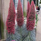 25 Red Tower of Jewels Echium wildpretii Seeds 25 Red Tower of Jewels Echium wildpretii Seeds