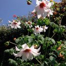 8 Wild Weeping Tree Dahlia Seeds