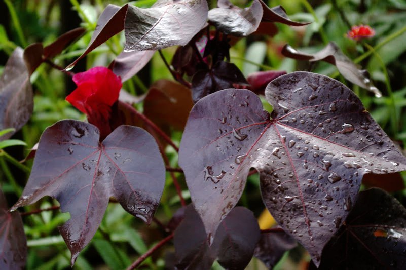 5 Ornamental Black Foliage Cotton Gossypium Seeds