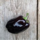 30 Sweet Purple Beauty Bell Pepper Seeds