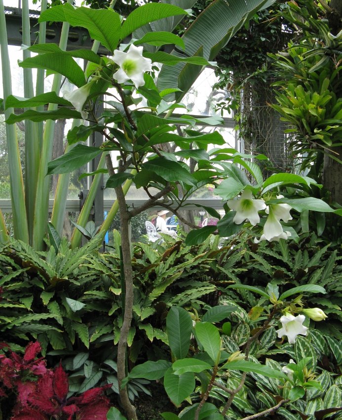 8 Herald's Trumpet Vine Beaumontia Seeds