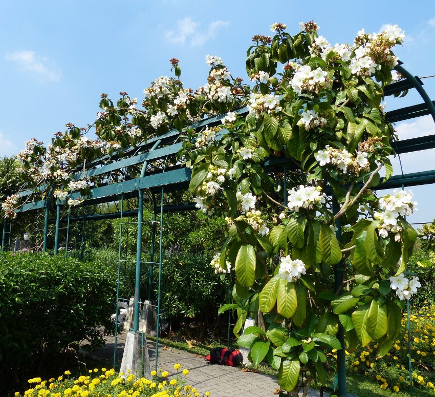 8 Herald's Trumpet Vine Beaumontia Seeds