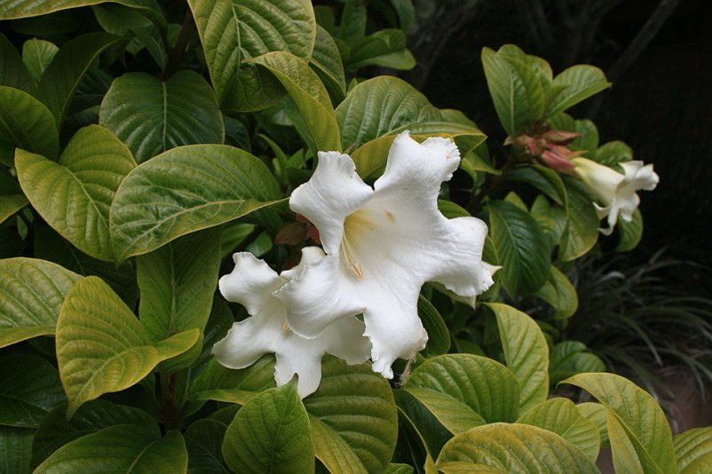 8 Herald's Trumpet Vine Beaumontia Seeds