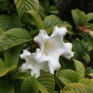 8 Herald's Trumpet Vine Beaumontia Seeds