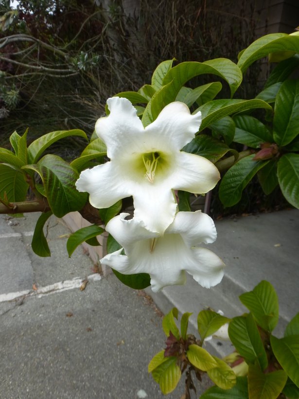 8 Herald's Trumpet Vine Beaumontia Seeds