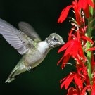 200 Wild Scarlet Red Cardinal Flower Lobelia Seeds 200 Wild Scarlet Red Cardinal Flower Lobelia Seeds