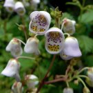 20 Chilean Tea Cup Flower Jovellana Seeds 20 Chilean Tea Cup Flower Jovellana Seeds