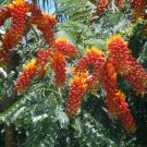 5 Colville's Glory Colvillea Seeds 5 Colville's Glory Colvillea Seeds