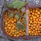 50 Uchuva Fruit Poha Berry Physalis Seeds