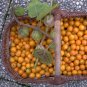 50 Uchuva Fruit Poha Berry Physalis Seeds