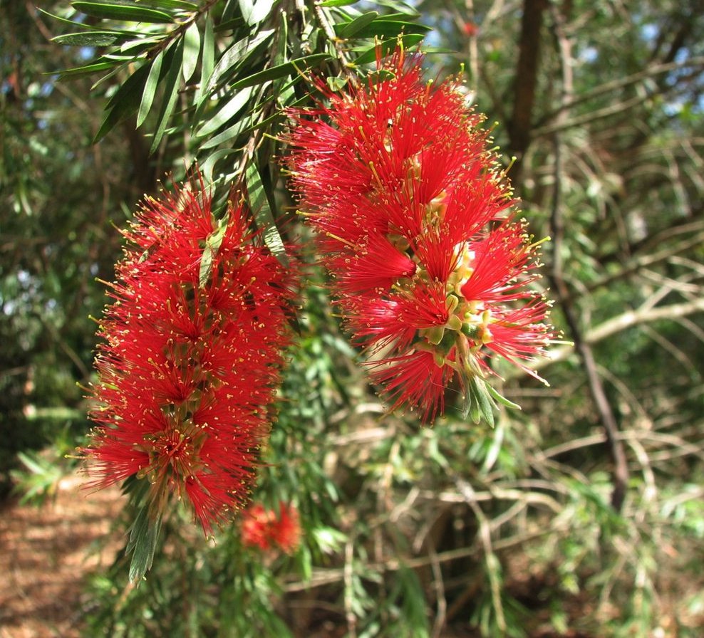 50 Crimson Red Bottlebrush Callistemon Seeds
