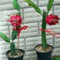 30 Red Dragon Fruit Pitaya Roja Hylocereus Seeds