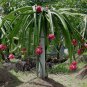 30 Red Dragon Fruit Pitaya Roja Hylocereus Seeds