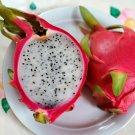 40 White Dragon Fruit Pitaya Blanca Hylocereus Seeds