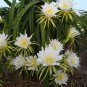 20 Yellow Dragon Fruit Pitaya Hylocereus Seeds