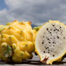 20 Yellow Dragon Fruit Pitaya Hylocereus Seeds