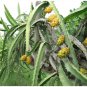 20 Yellow Dragon Fruit Pitaya Hylocereus Seeds